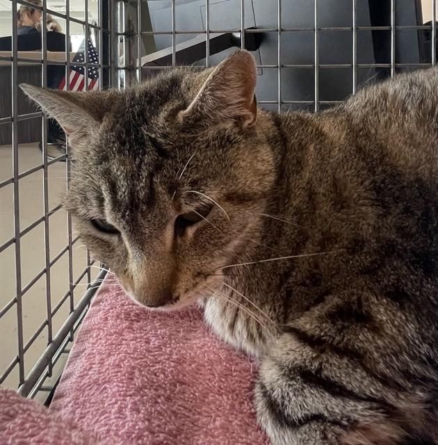 BRANDY, Adoptable, Young Female Domestic Short Hair.