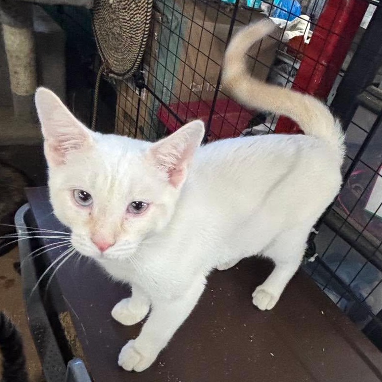 Enlarge Memo & Tome--BONDED BOYS, a Adoptable mixed breed in Fair Haven, VT image 3/3