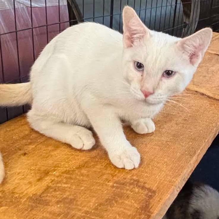 Enlarge Memo & Tome--BONDED BOYS, a Adoptable mixed breed in Fair Haven, VT image 2/3