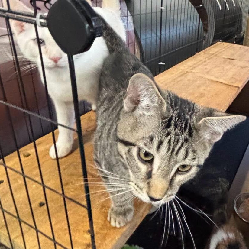 Memo & Tome--BONDED BOYS, Adoptable, Kitten Male Domestic Short Hair & Siamese.