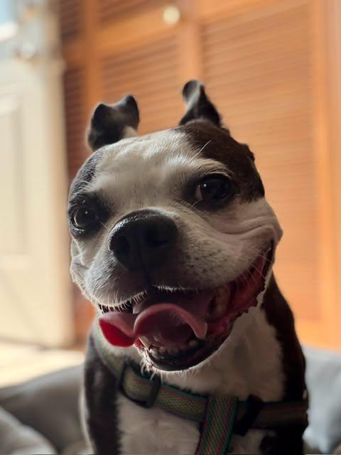 Enlarge Mable, a Adopted Boston Terrier in Patchogue, NY image 1/3