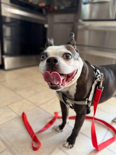 Enlarge Mable, a Adopted Boston Terrier in Patchogue, NY image 2/3