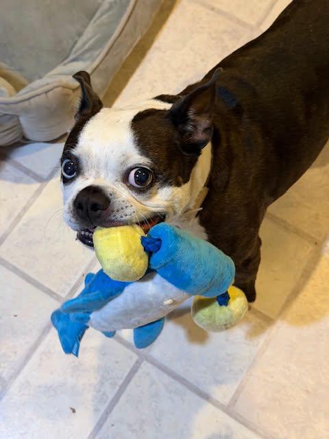 Enlarge Mable, a Adopted Boston Terrier in Patchogue, NY image 3/3