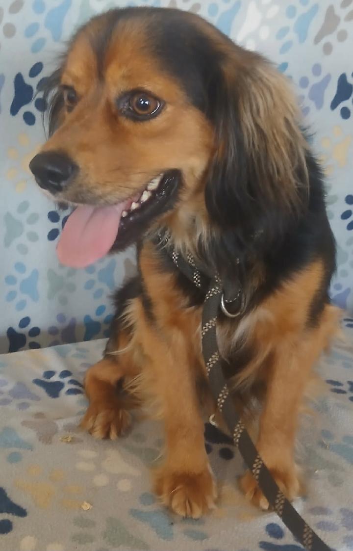 Enlarge Gordy, a ADOPTABLE mixed breed in Mena, AR image 2/3