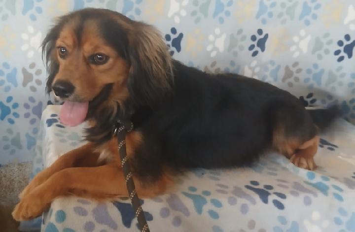 Enlarge Gordy, a ADOPTABLE mixed breed in Mena, AR image 3/3