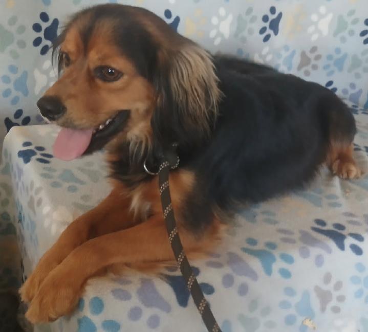 Gordy, ADOPTABLE, Young Male Cavalier King Charles Spaniel.