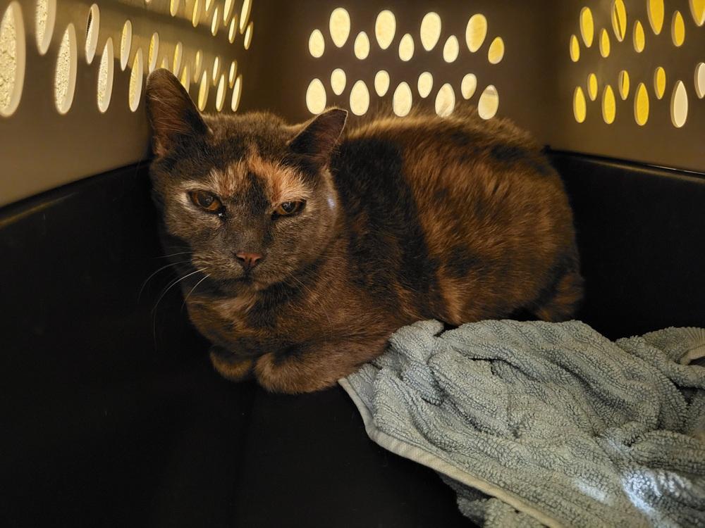 PURRMA, Adoptable, Adult Female Domestic Medium Hair.