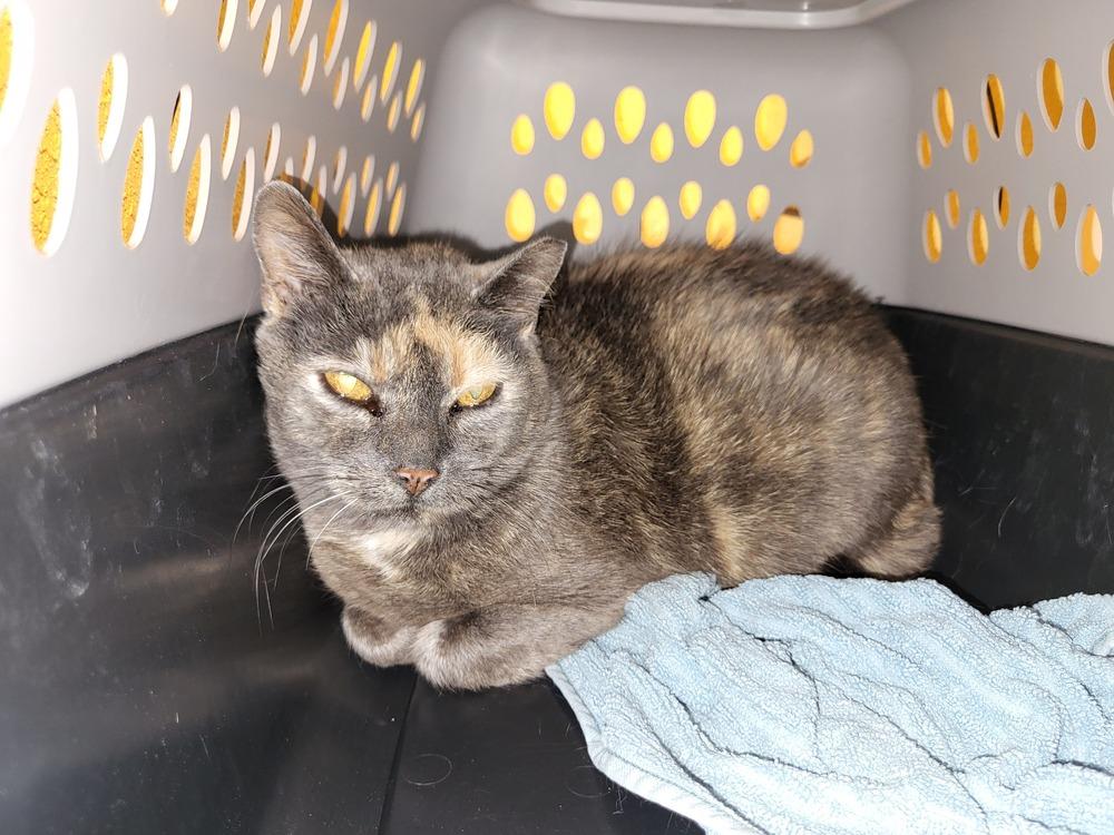 Enlarge PURRMA, a Adoptable mixed breed in Broomfield, CO image 2/2