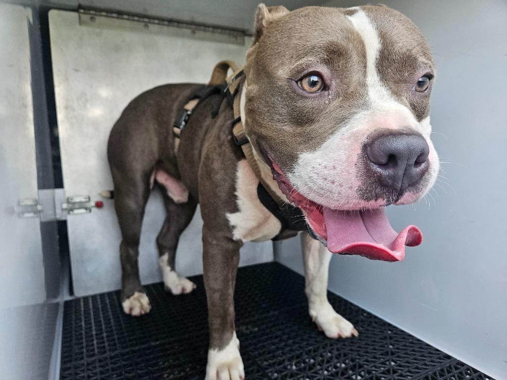 Bart, Adoptable, Young Male Pit Bull Terrier.