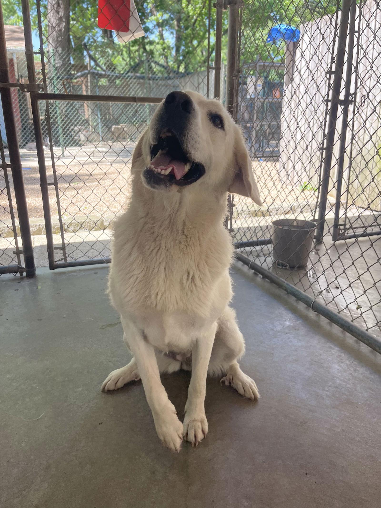 Nova, Adopted, Adult Female Great Pyrenees.