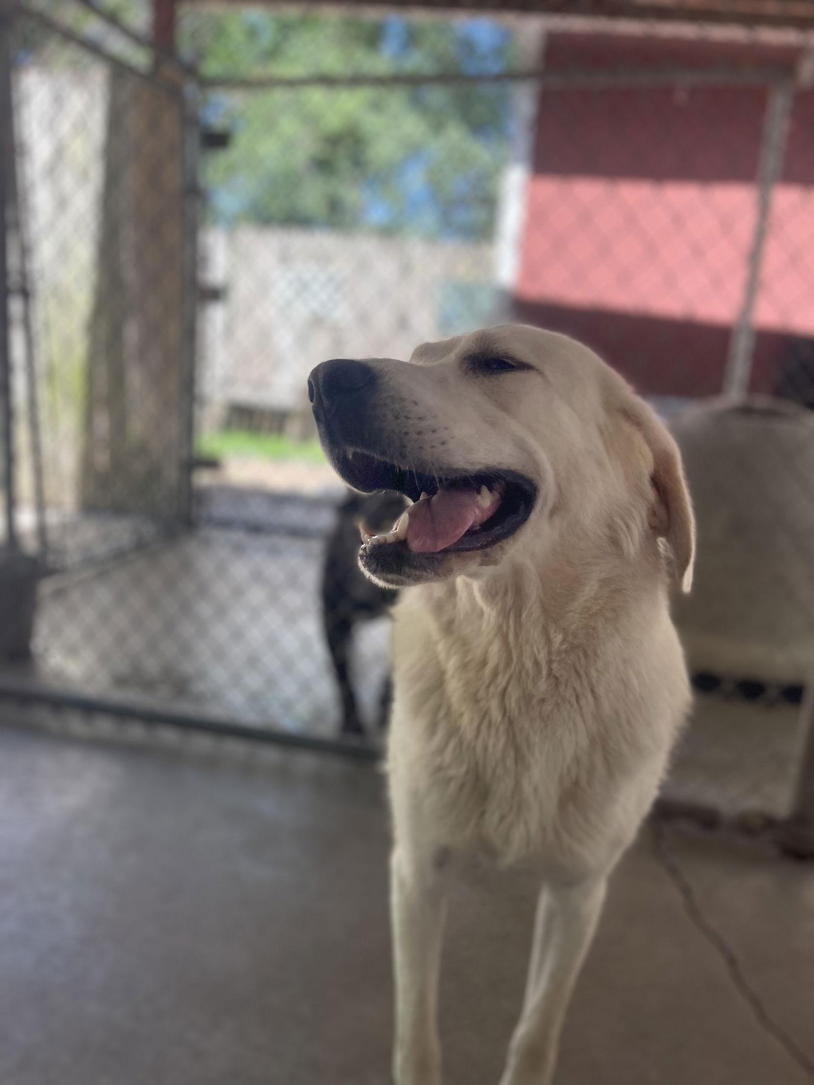 Nova, a Adopted Great Pyrenees in Leavenworth, KS image 2/3