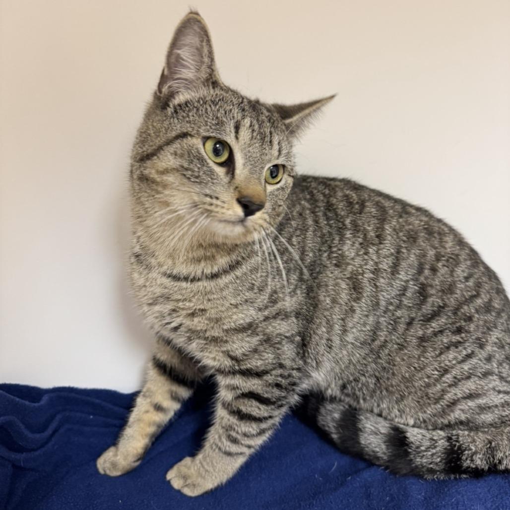Enlarge Rodney, a Adoptable Domestic Short Hair in Mebane, NC image 1/6