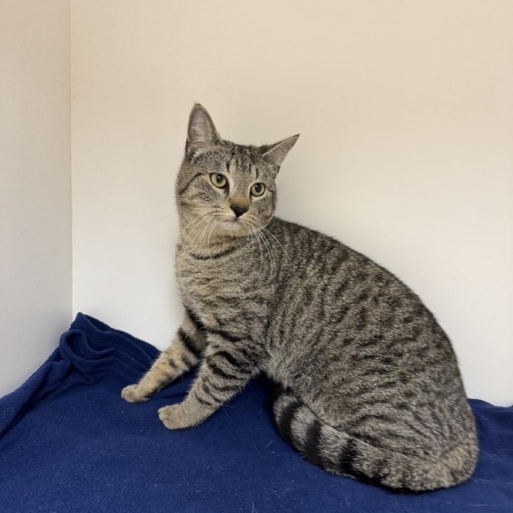 Enlarge Rodney, a Adoptable Domestic Short Hair in Mebane, NC image 2/6
