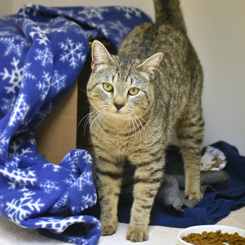 Enlarge Rodney, a Adoptable Domestic Short Hair in Mebane, NC image 3/6
