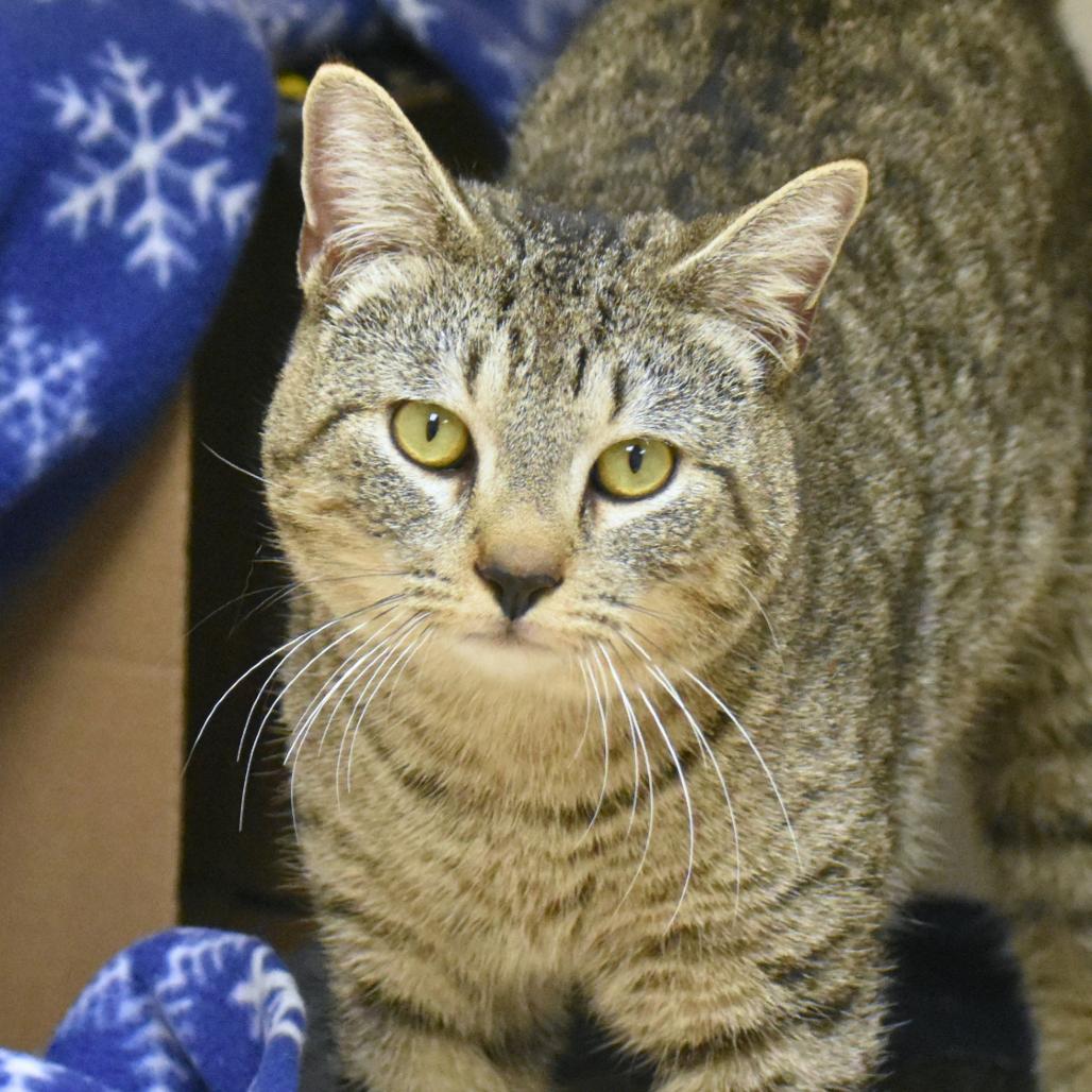 Enlarge Rodney, a Adoptable Domestic Short Hair in Mebane, NC image 4/6