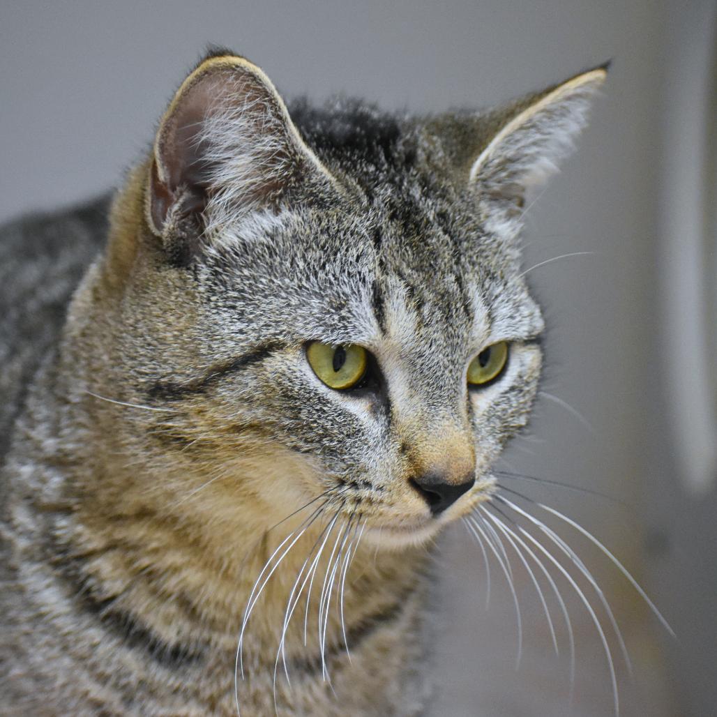 Enlarge Rodney, a Adoptable Domestic Short Hair in Mebane, NC image 5/6