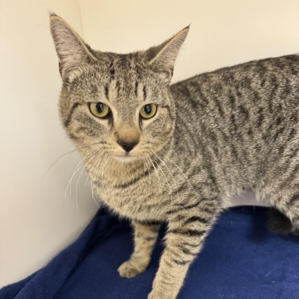 Enlarge Rodney, a Adoptable Domestic Short Hair in Mebane, NC image 6/6