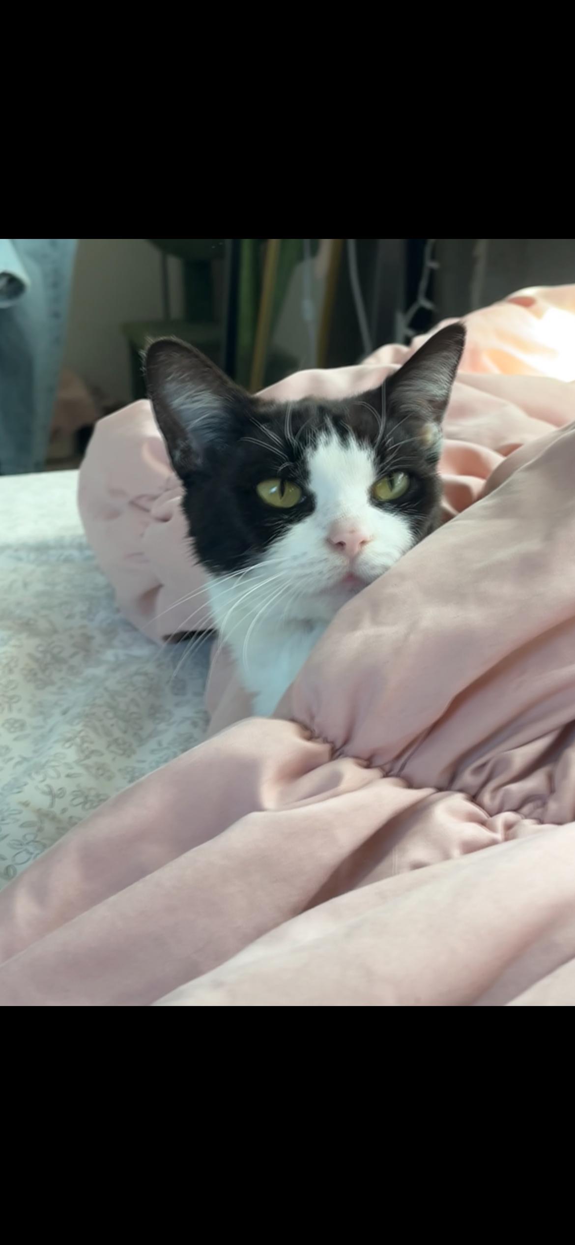 Enlarge Minnow, a Adoptable Domestic Short Hair in Tampa, FL image 2/3