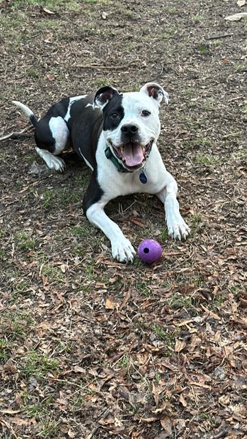 Enlarge PONGO, a Adoptable Pit Bull Terrier in Charlotte, NC image 1/1