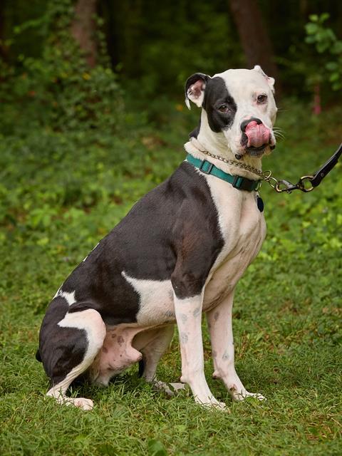 PONGO, Adoptable, Adult Male Pit Bull Terrier.