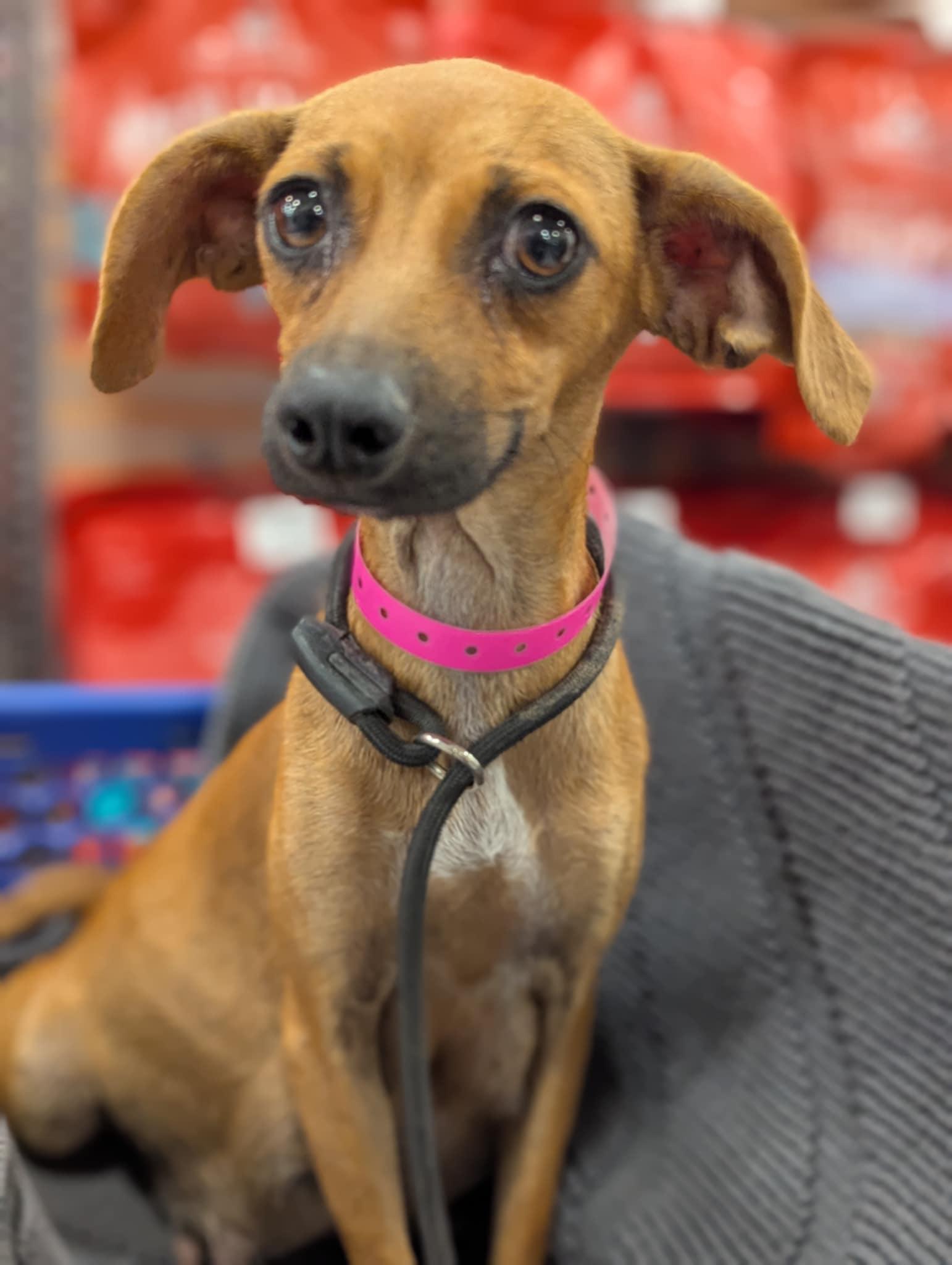 Dobby, ADOPTABLE, Adult Female Chihuahua.