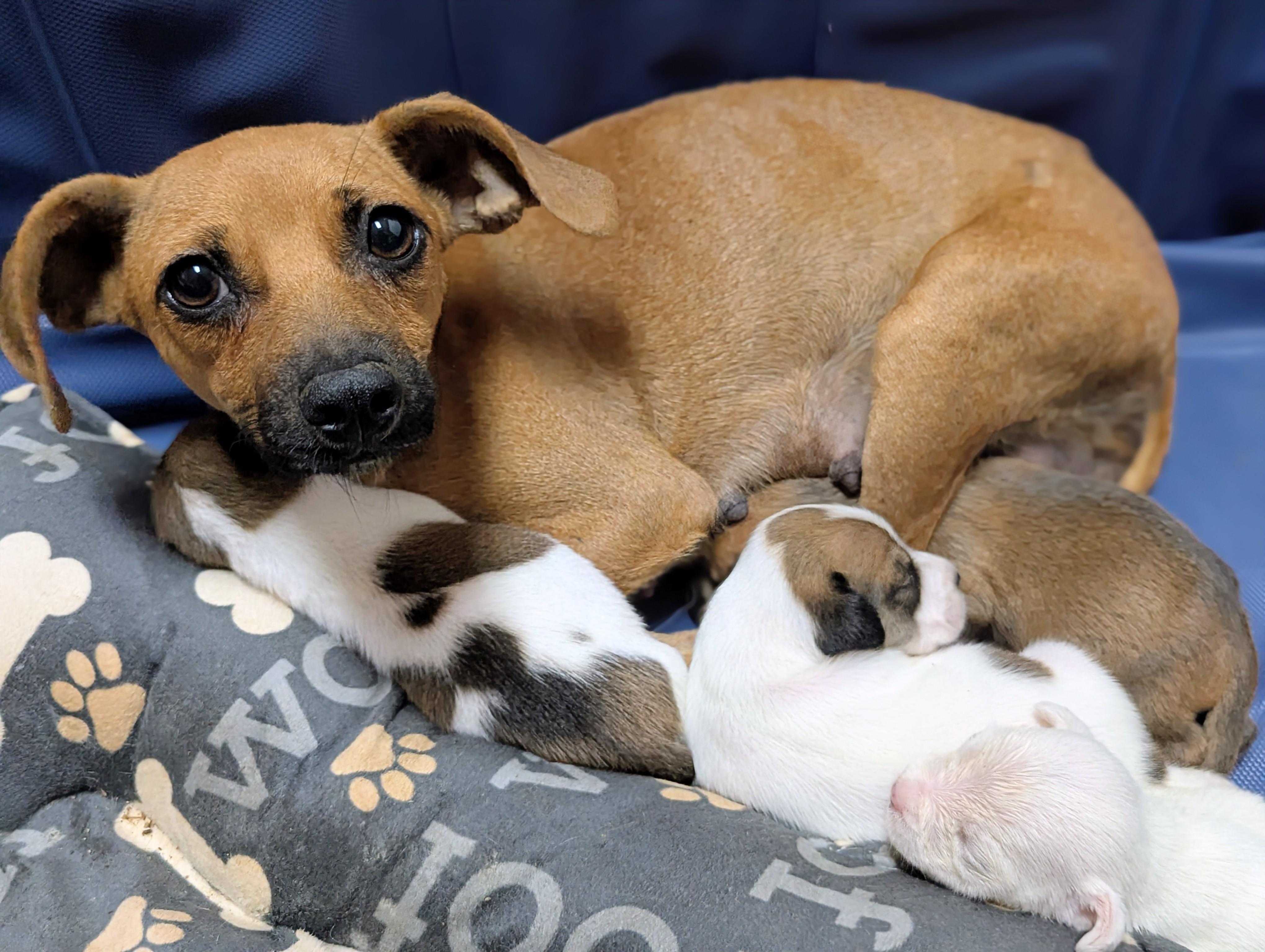 Enlarge Dobby, a ADOPTABLE mixed breed in San Jose, CA image 2/2