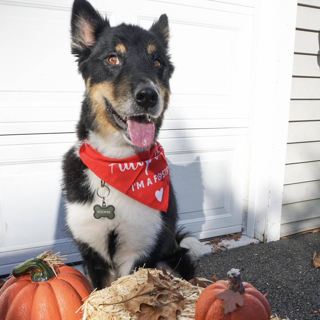 Kooper, Adopted, Adult Male Australian Cattle Dog / Blue Heeler & Shetland Sheepdog / Sheltie.