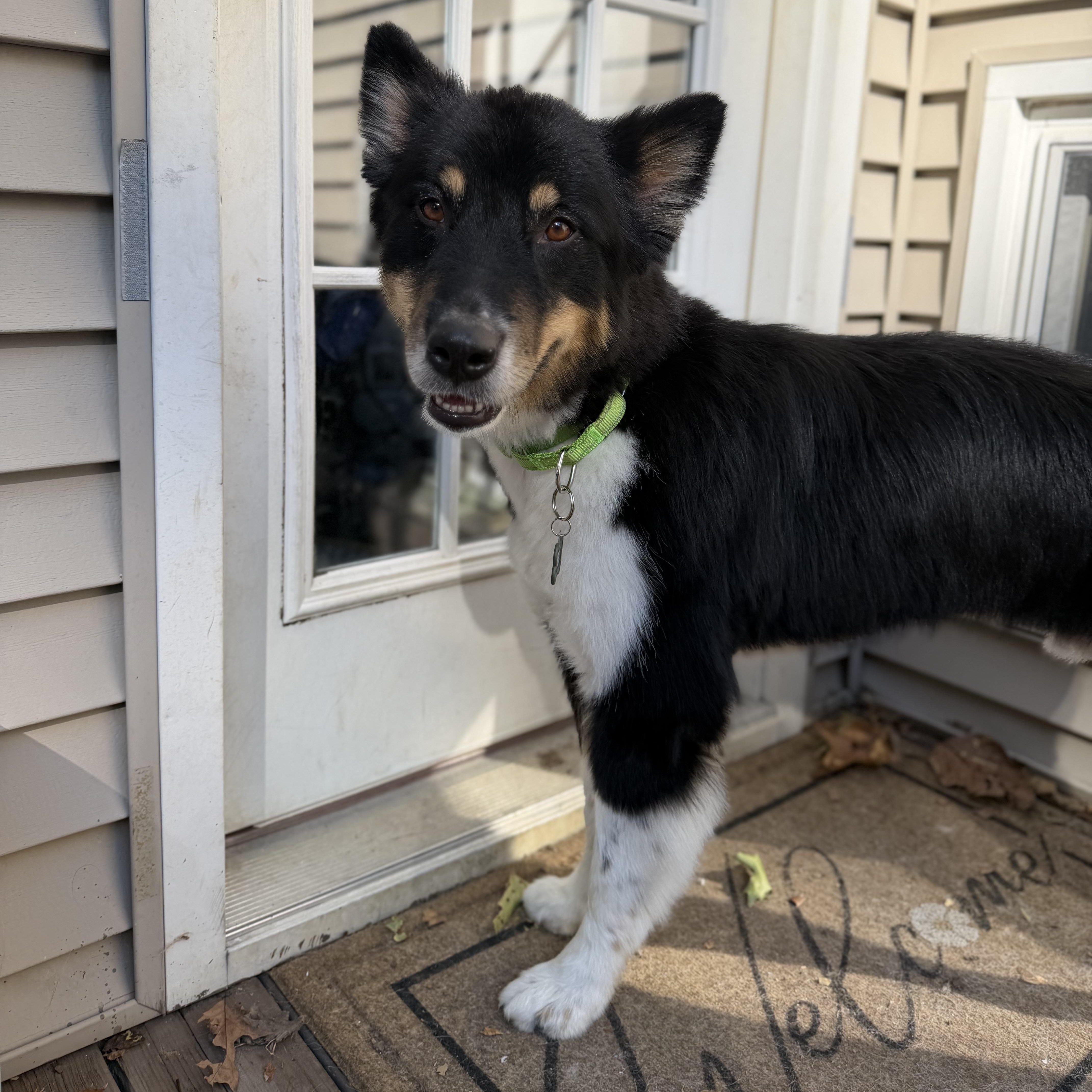 Enlarge Kooper, a Adopted mixed breed in ALBANY, NY image 2/4