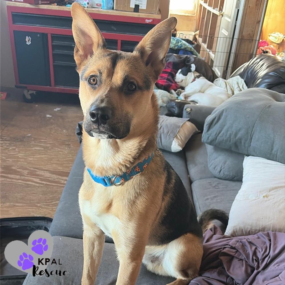 Enlarge Buck, a Adoptable mixed breed in Kenai, AK image 1/2