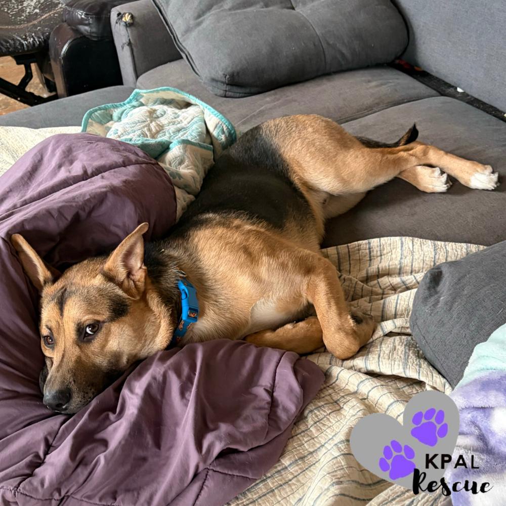 Enlarge Buck, a Adoptable mixed breed in Kenai, AK image 2/2