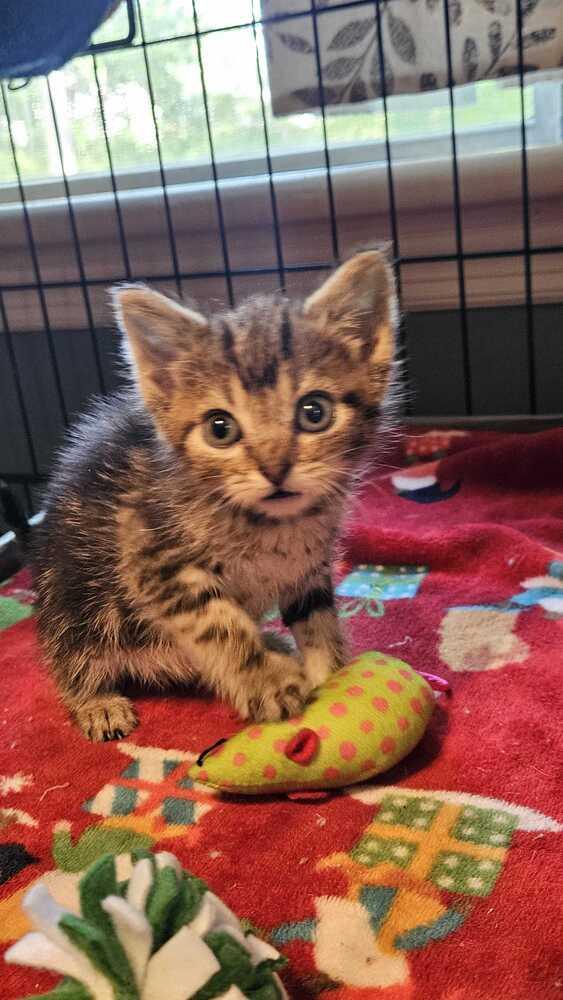 Delivery, Adoptable, Kitten Female Domestic Short Hair.