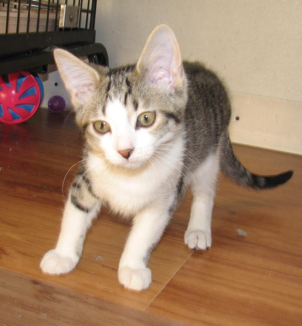 Enlarge 5482 Taylor, a ADOPTABLE Domestic Short Hair in Lawrenceburg, KY image 2/6