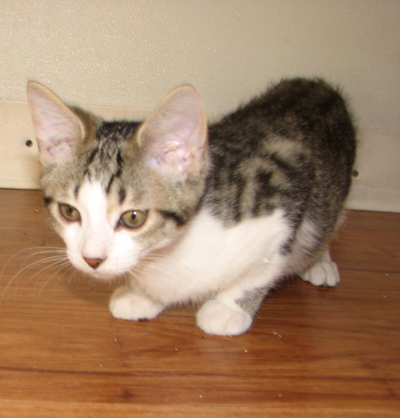 Enlarge 5482 Taylor, a ADOPTABLE Domestic Short Hair in Lawrenceburg, KY image 5/6
