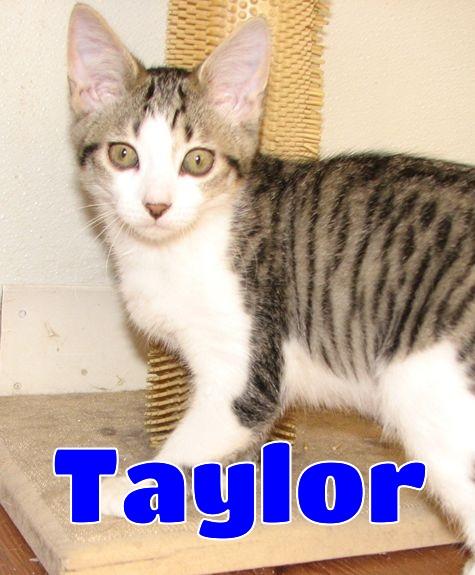 Enlarge 5482 Taylor, a ADOPTABLE Domestic Short Hair in Lawrenceburg, KY image 1/6
