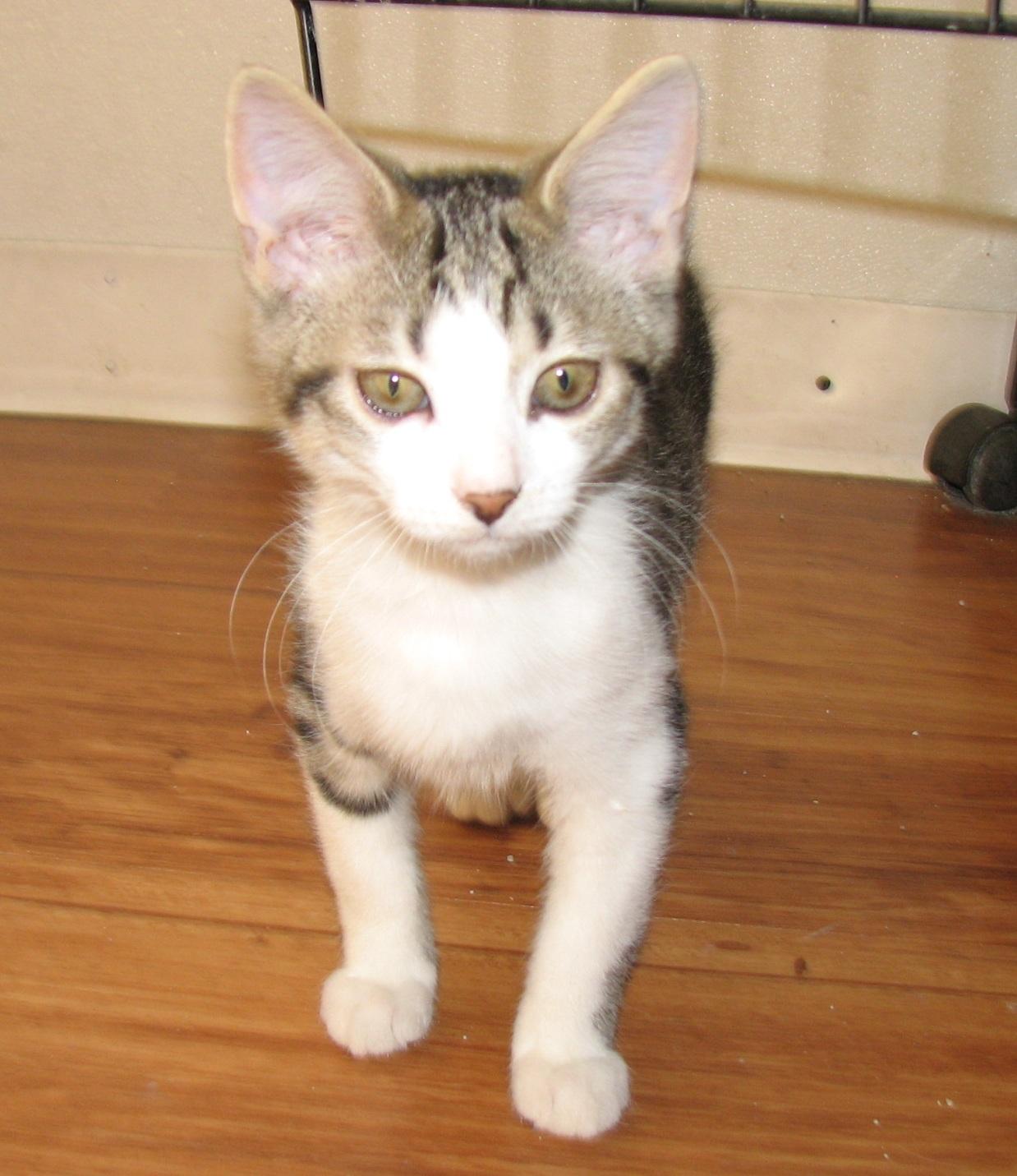 Enlarge 5482 Taylor, a ADOPTABLE Domestic Short Hair in Lawrenceburg, KY image 4/6