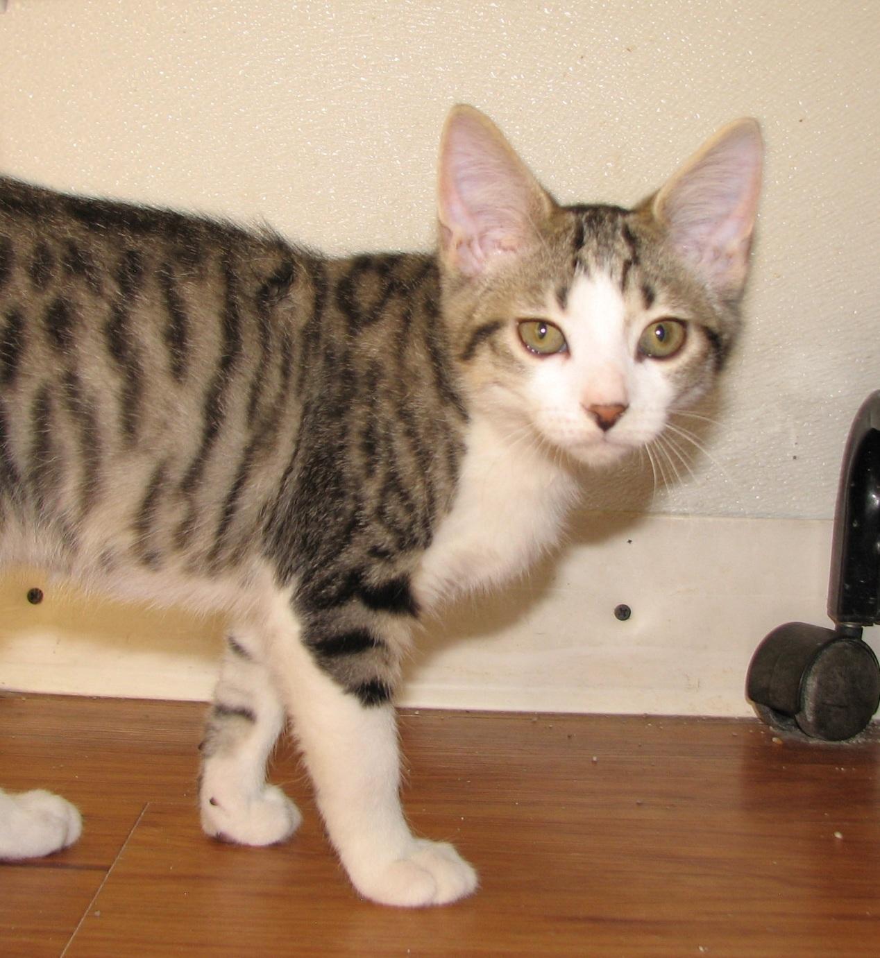 Enlarge 5482 Taylor, a ADOPTABLE Domestic Short Hair in Lawrenceburg, KY image 6/6