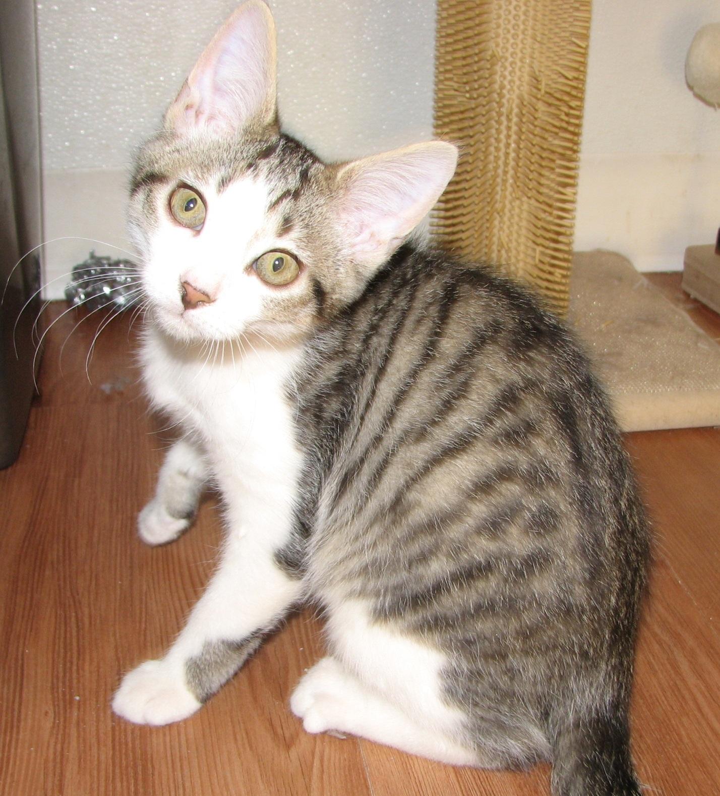 Enlarge 5482 Taylor, a ADOPTABLE Domestic Short Hair in Lawrenceburg, KY image 3/6