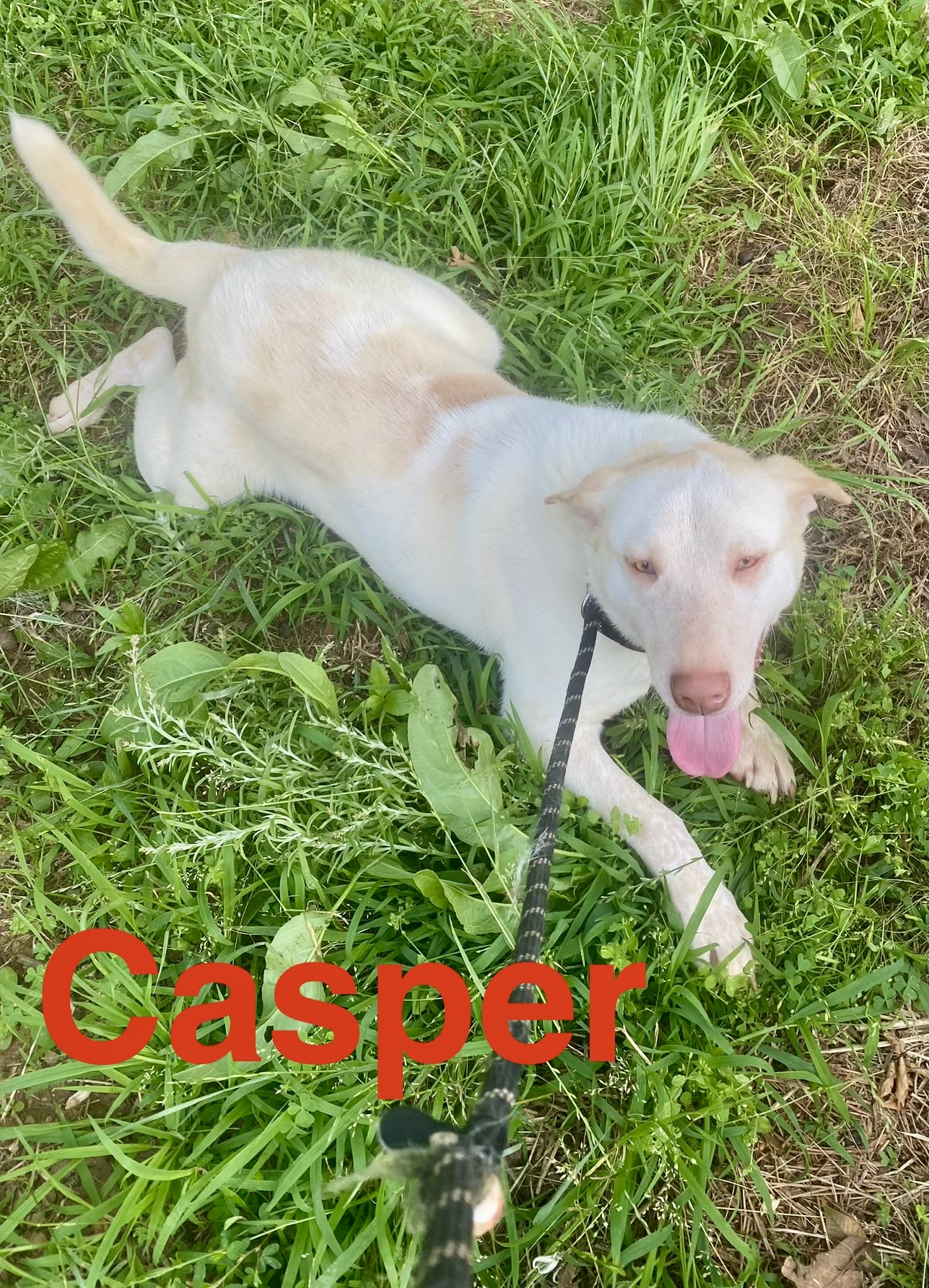 Enlarge Casper, a Adoptable mixed breed in Hartwell, GA image 1/1