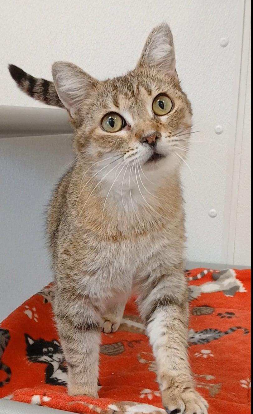 Enlarge Morgana, a Adoptable mixed breed in Bay City, MI image 1/1