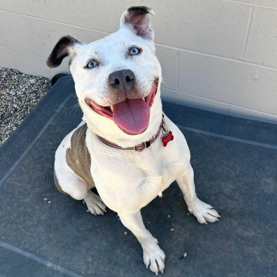 Solspring, an adoptable mixed breed in Detroit, MI image 5/6