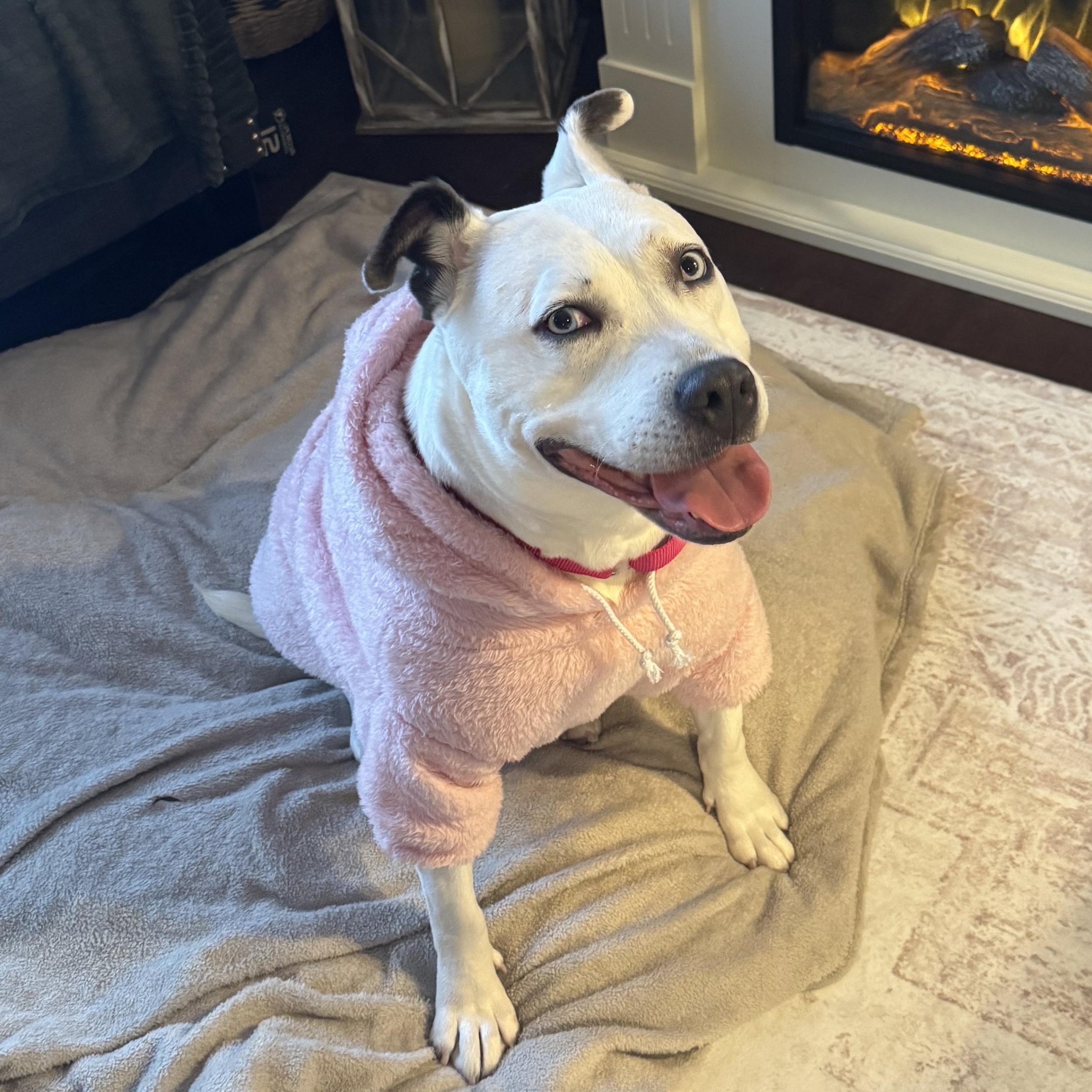 Solspring, adoptable, Adult Female Mixed Breed & Pit Bull Terrier.