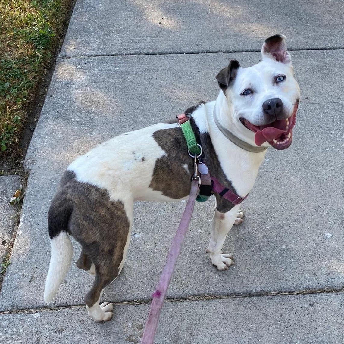 Solspring, an adoptable mixed breed in Detroit, MI image 1/6