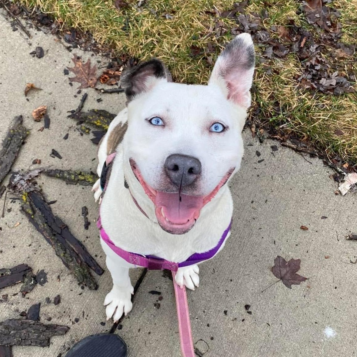 Solspring, an adoptable mixed breed in Detroit, MI image 2/6