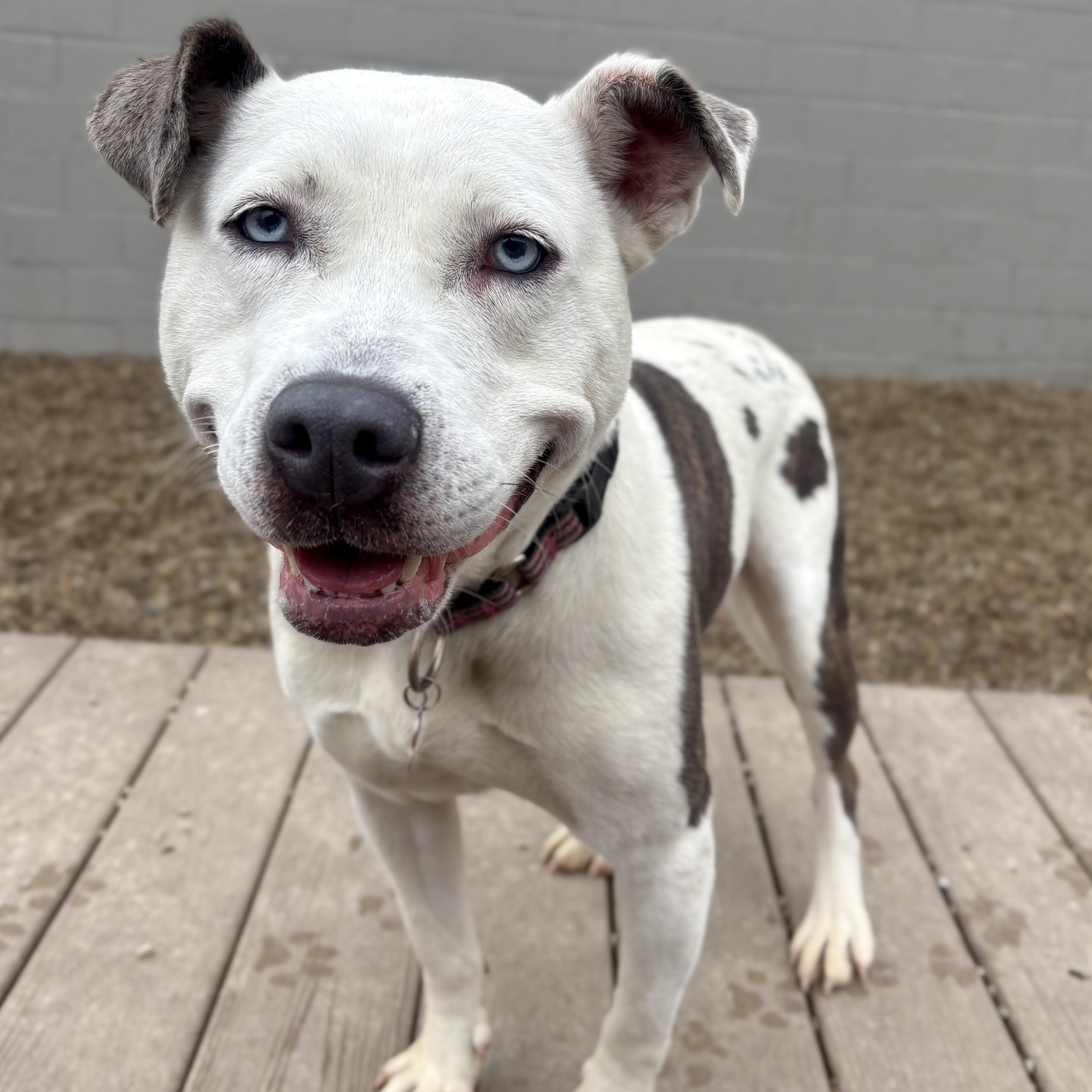 Solspring, an adoptable mixed breed in Detroit, MI image 3/6