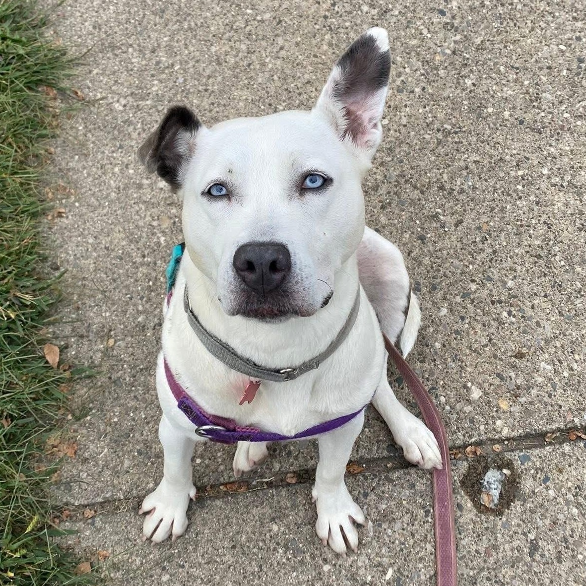 Solspring, an adoptable mixed breed in Detroit, MI image 6/6