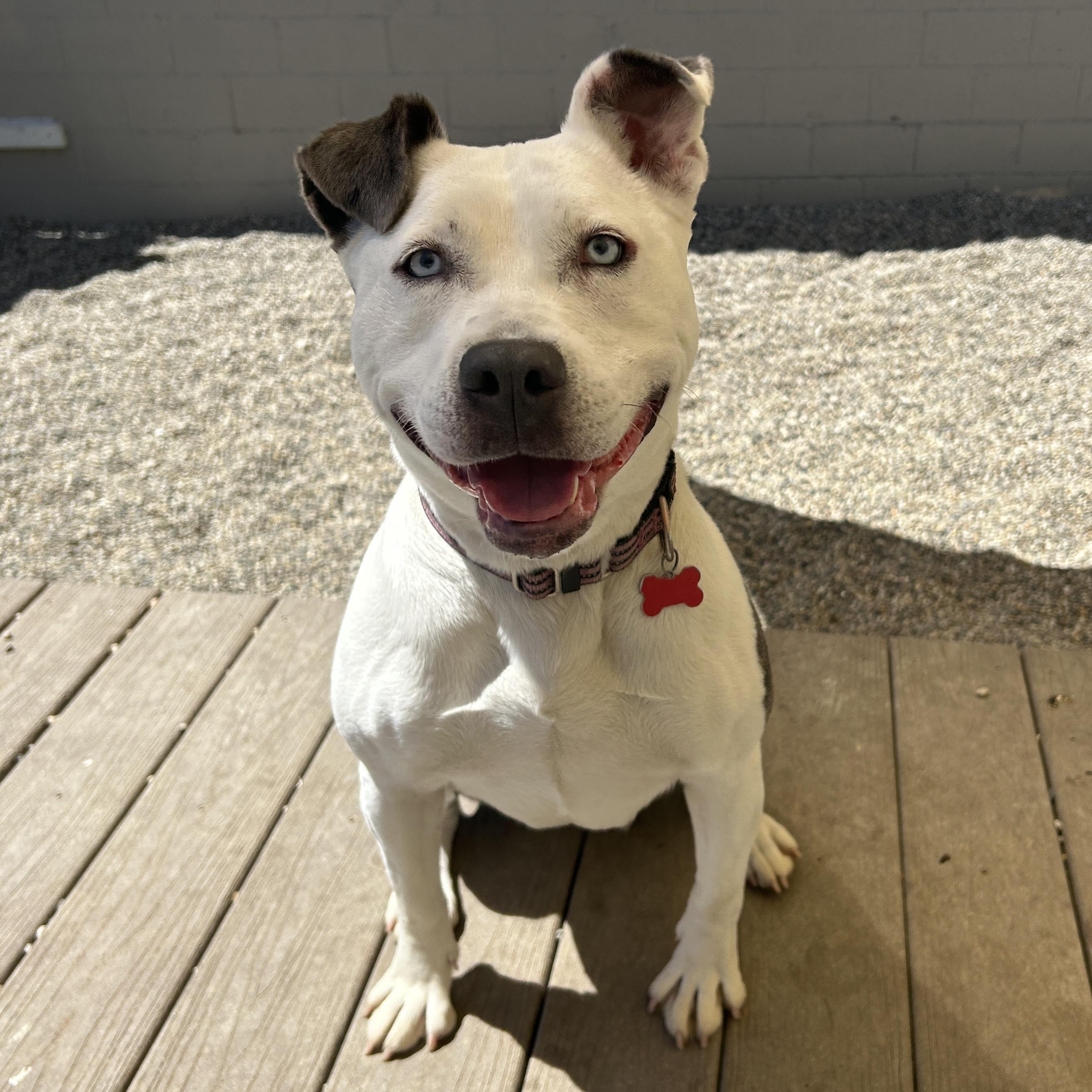 Solspring, an adoptable mixed breed in Detroit, MI image 4/6