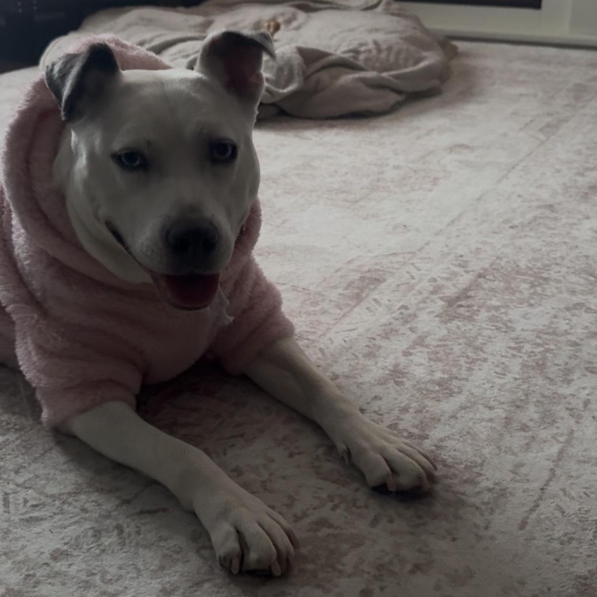 Enlarge Solspring, an adoptable mixed breed in Detroit, MI image 6/6