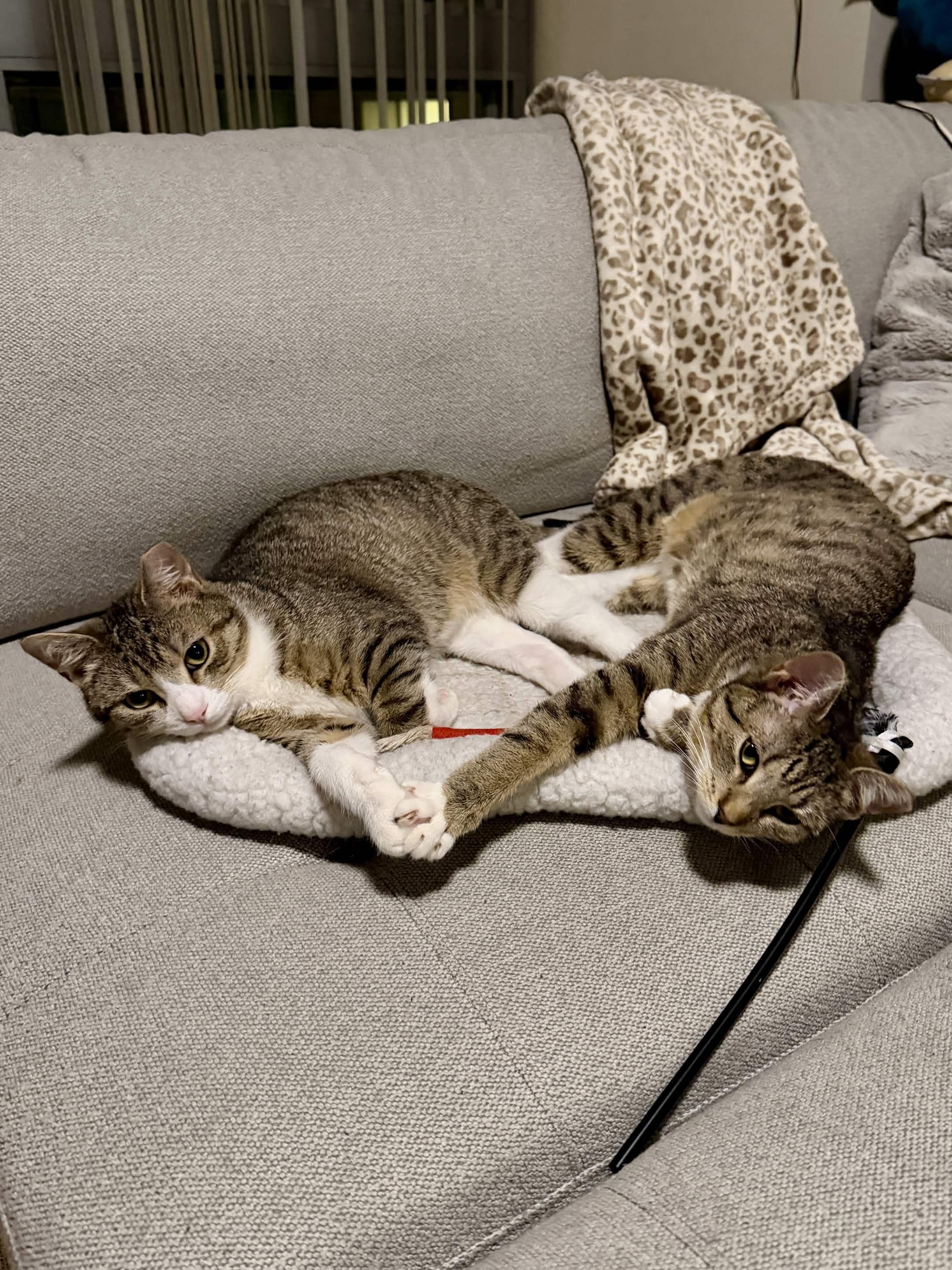 Enlarge Kai, a ADOPTABLE Domestic Short Hair in Weehawken, NJ image 3/6