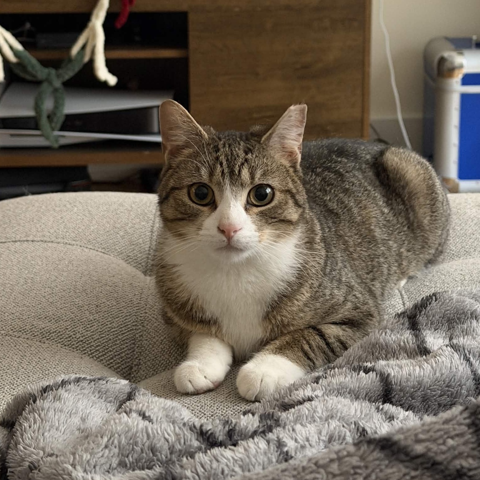 Enlarge Kai, a ADOPTABLE Domestic Short Hair in Weehawken, NJ image 1/6