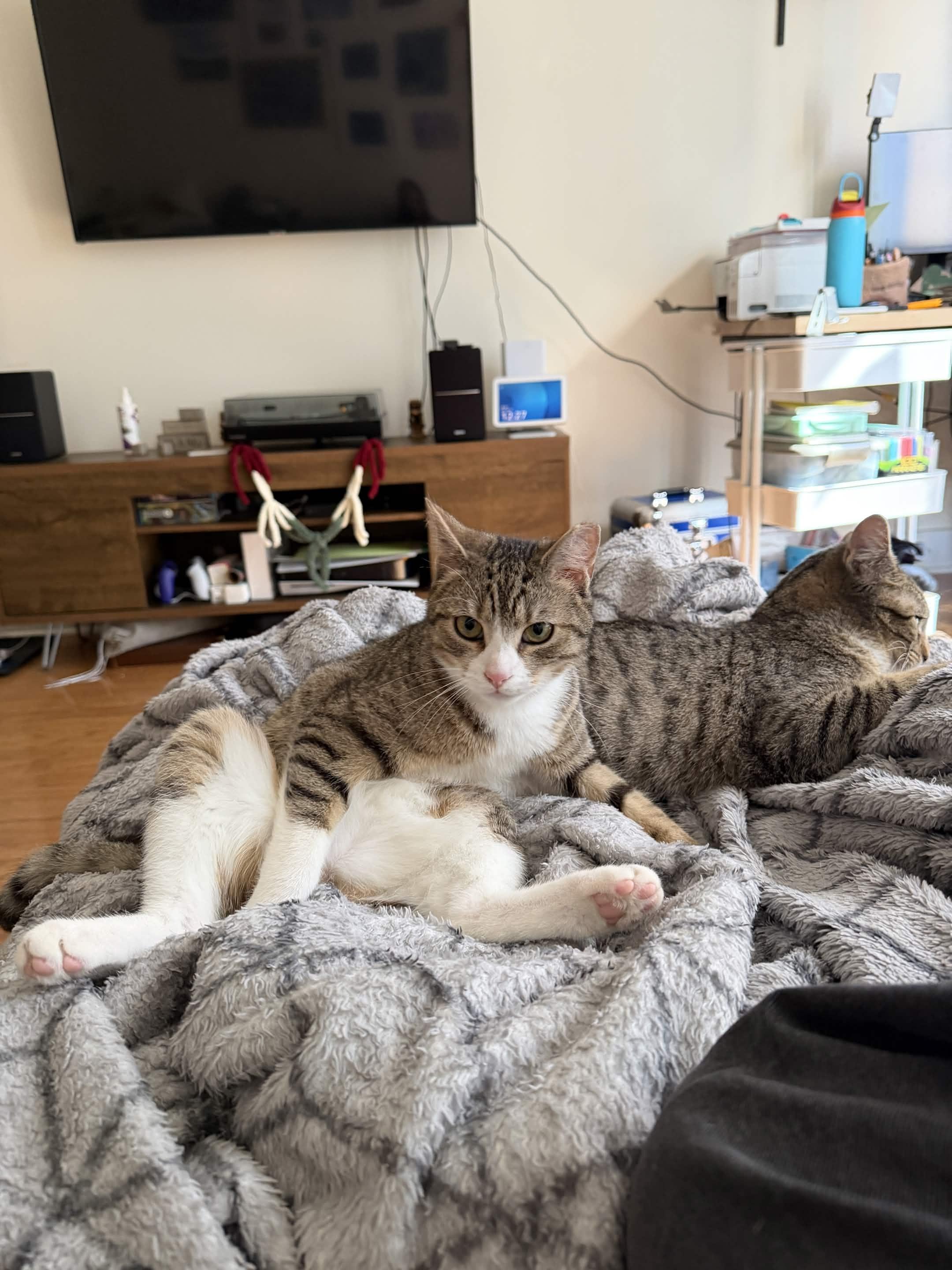 Enlarge Kai, a ADOPTABLE Domestic Short Hair in Weehawken, NJ image 2/6